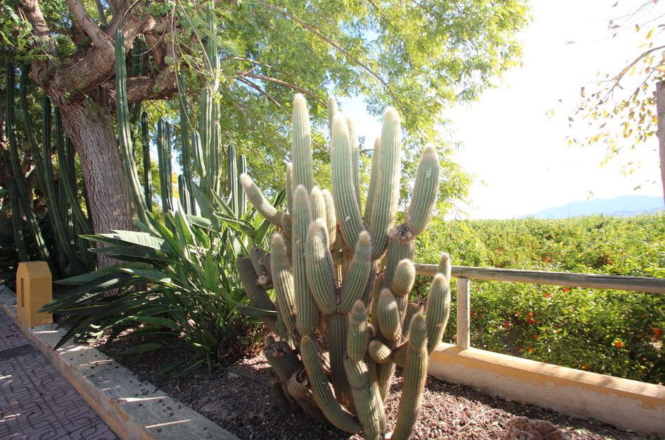 Finca in Cañadas de San Pedro