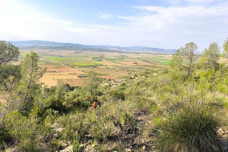 Perceel in Yecla