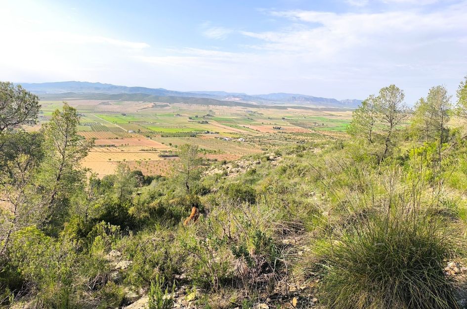 Perceel in Yecla