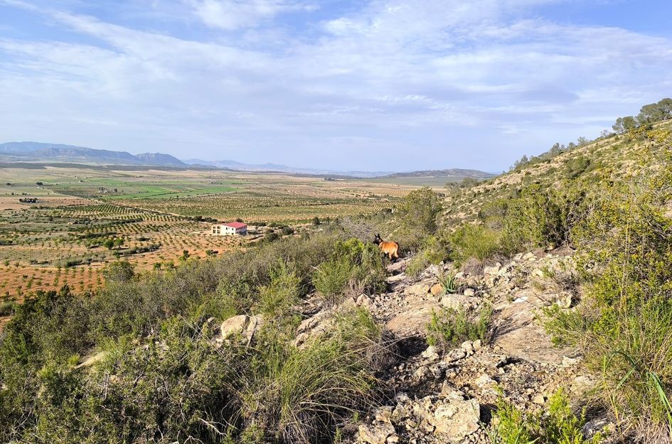 Perceel in Yecla