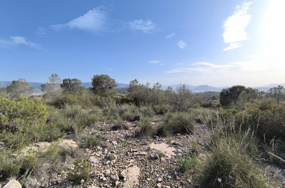 Perceel in Yecla