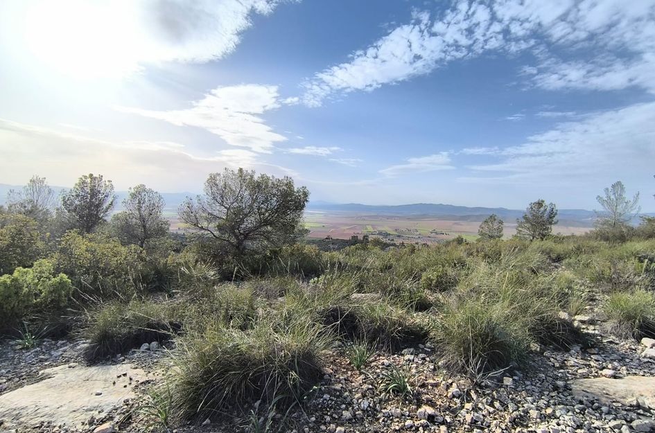 Perceel in Yecla