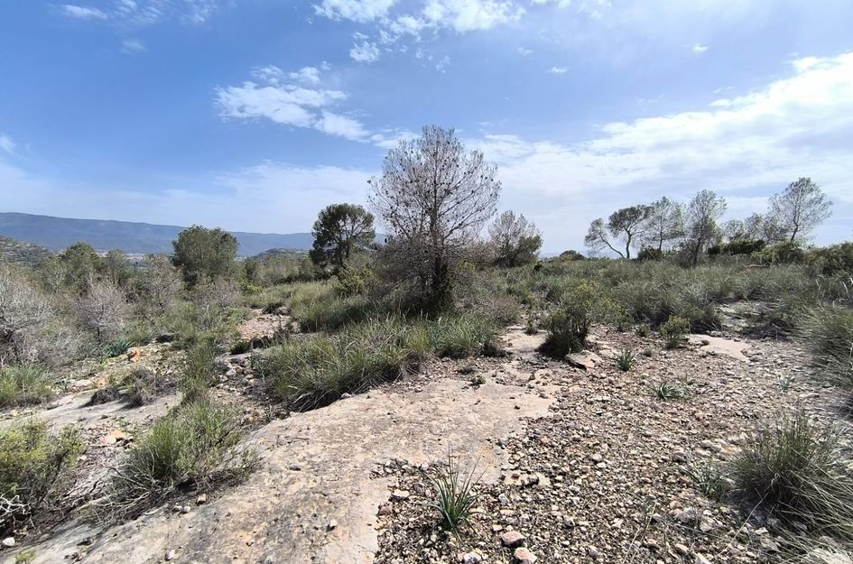 Perceel in Yecla