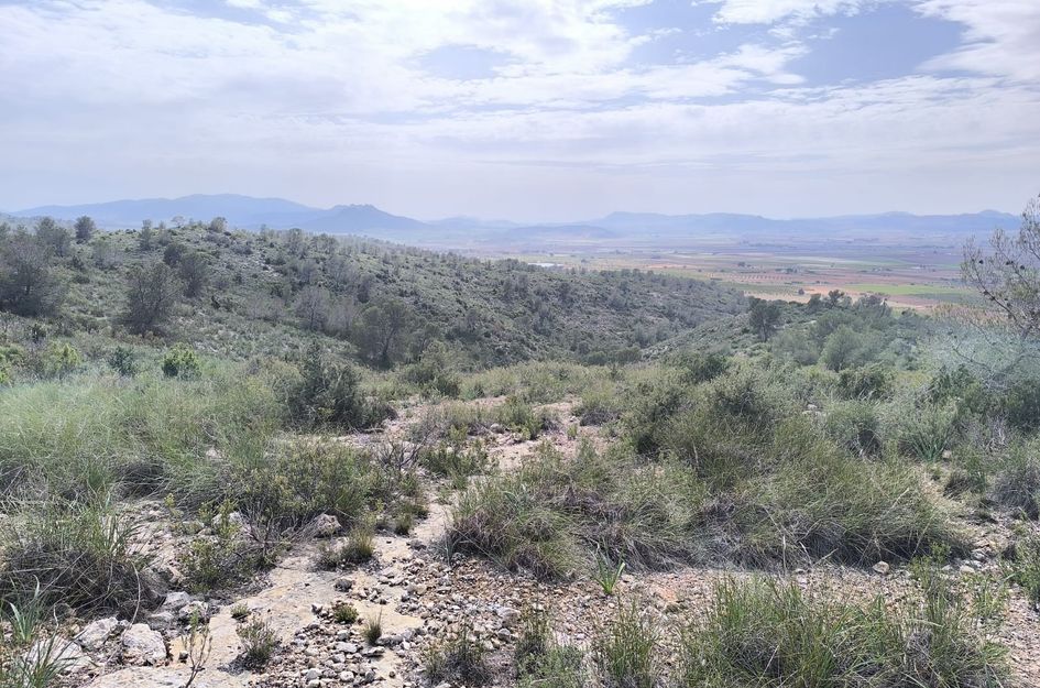 Perceel in Yecla