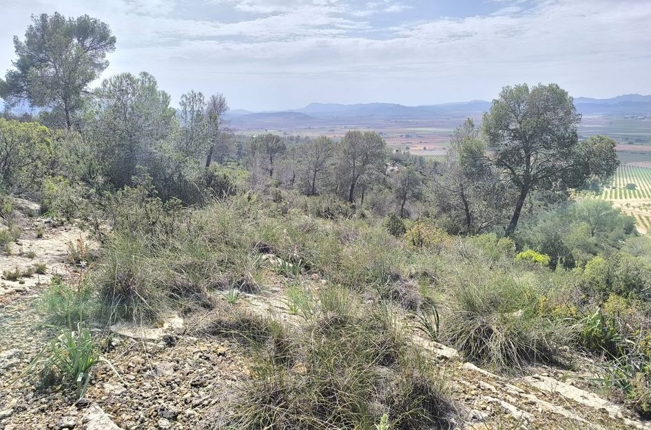 Perceel in Yecla
