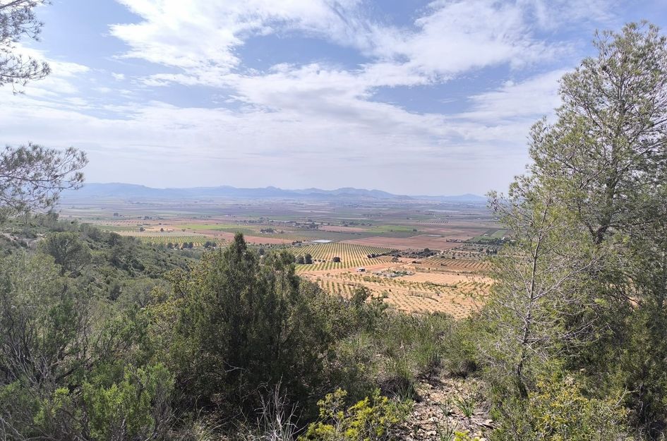 Perceel in Yecla