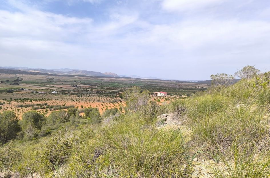 Perceel in Yecla