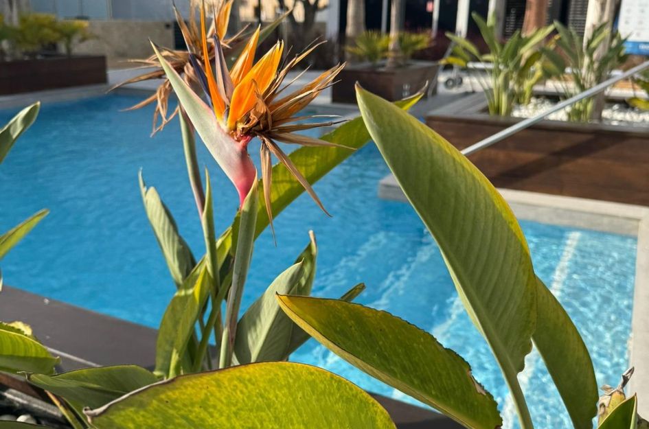 Appartement in Los Almendros