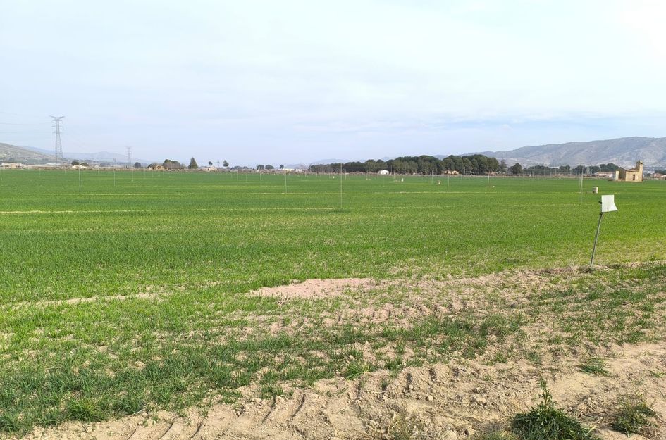 Perceel in Villena