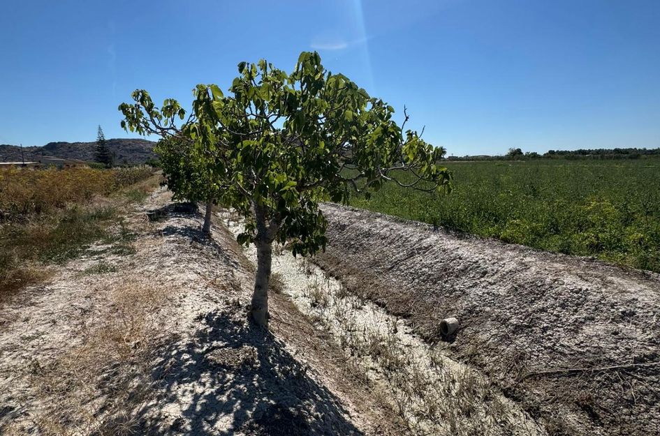 Finca in Granja de Rocamora