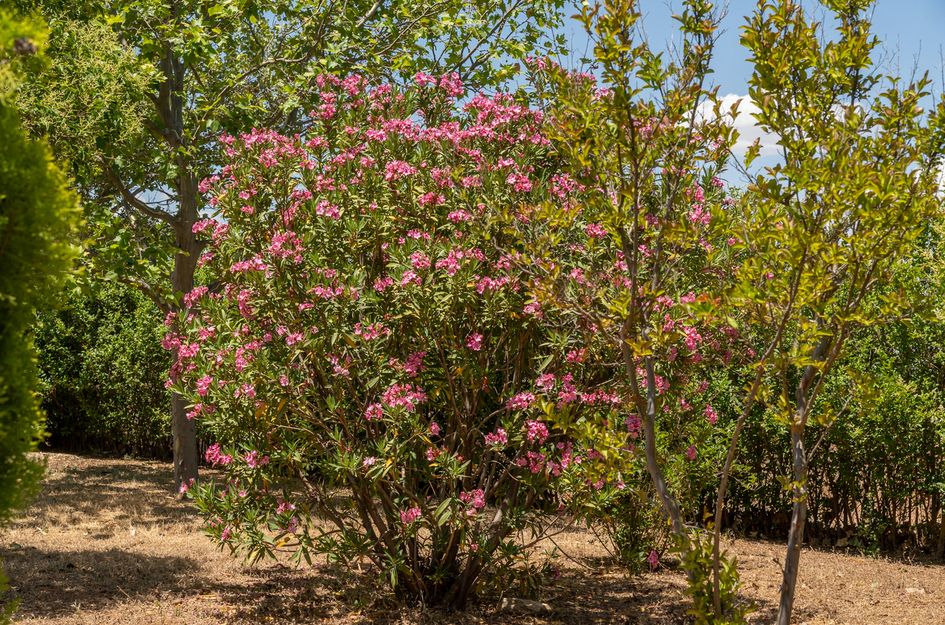 Finca in Freila