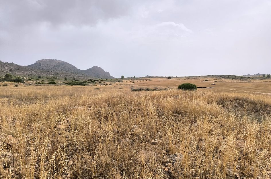 Perceel in Yecla