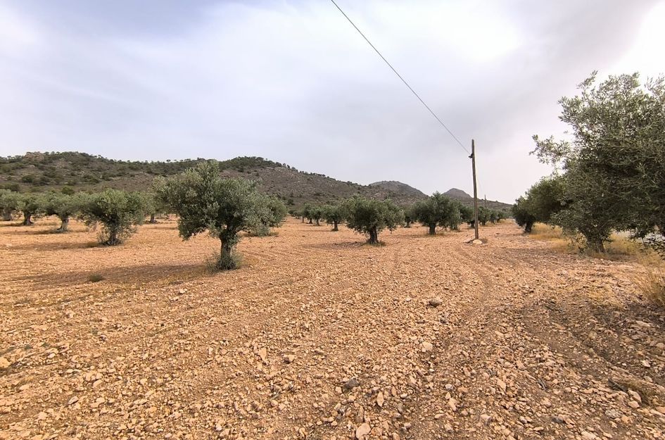 Perceel in Yecla