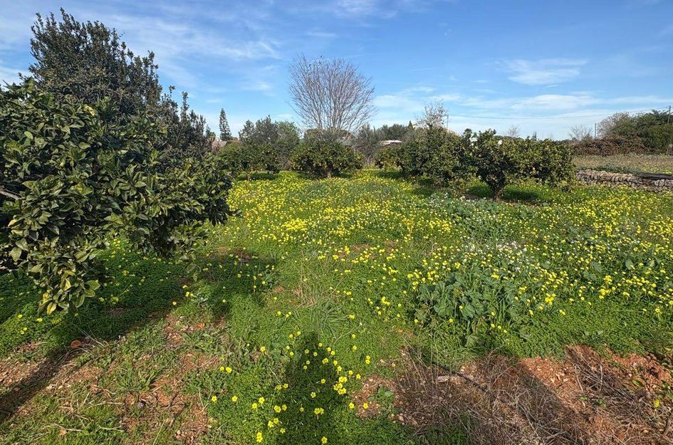 Perceel in Dénia
