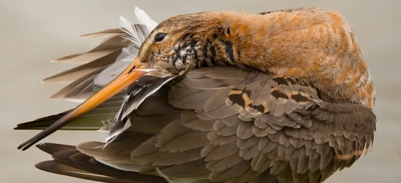 Vogelbescherming Nederland