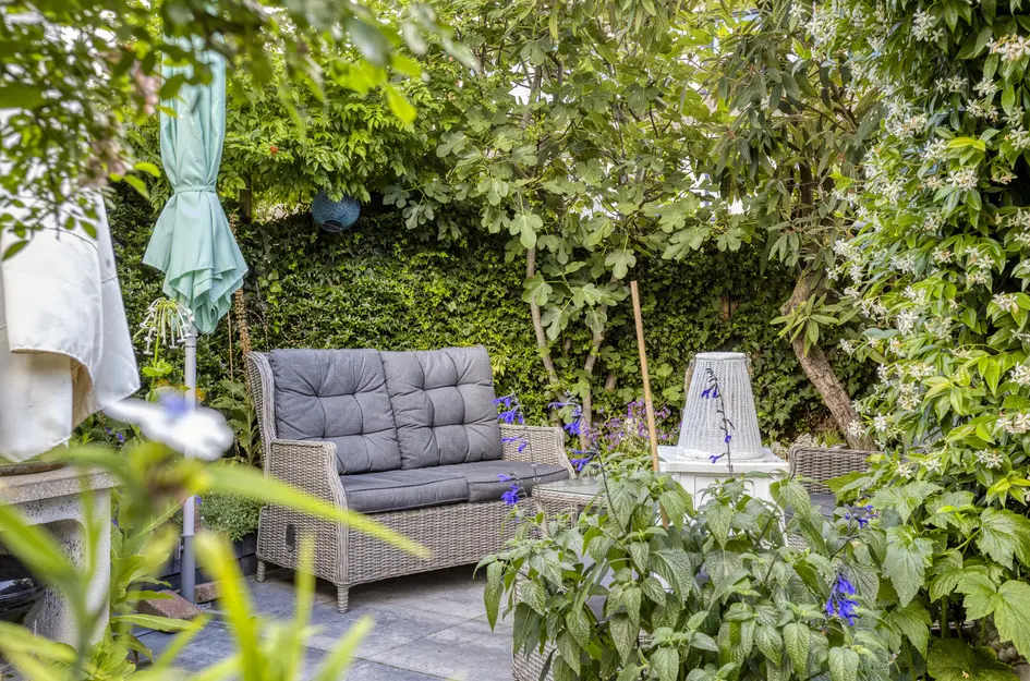 Zomerdoorn 2