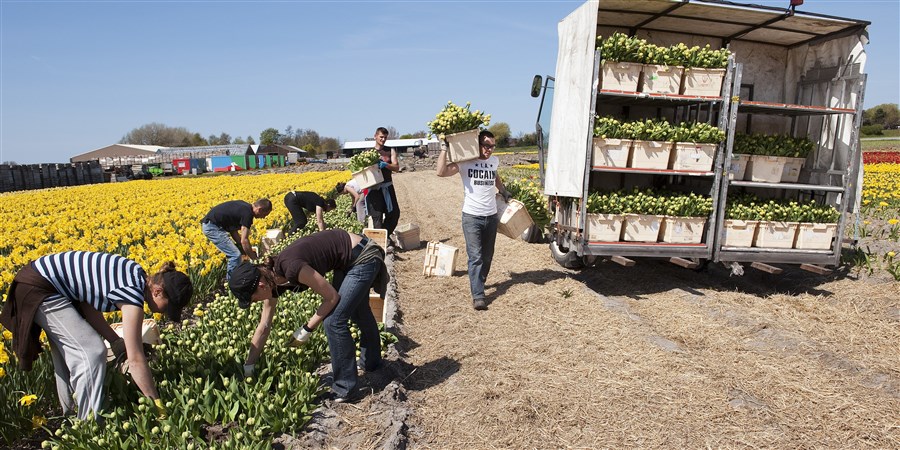 Europa komt naar Nederland – arbeidsmigratie verandert sneller dan ooit