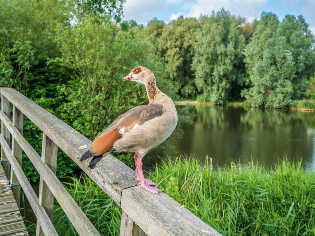 Meerkoet 20, RIDDERKERK