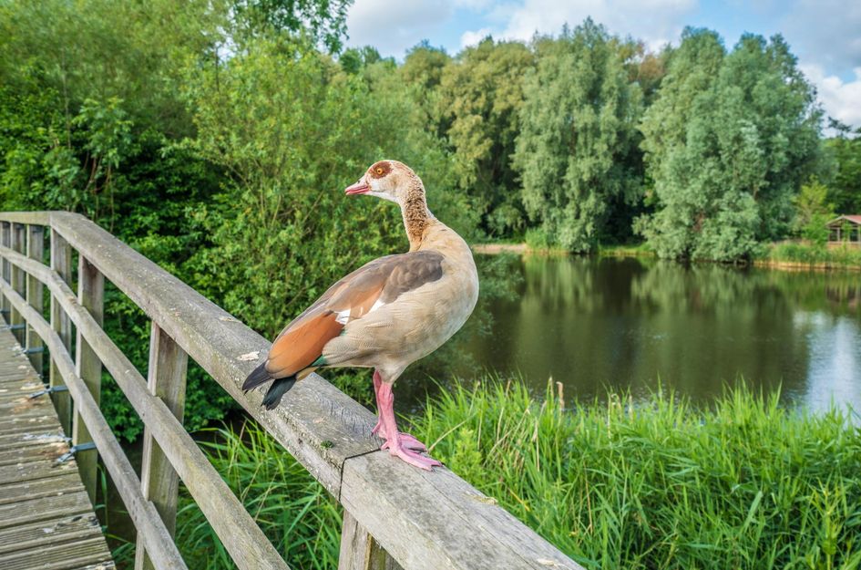 Meerkoet 20