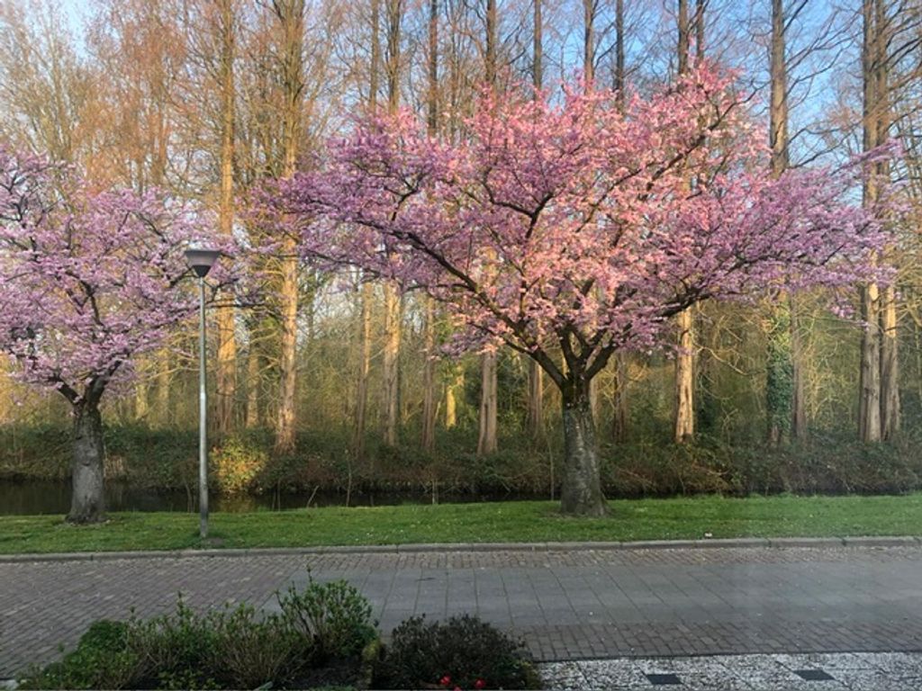 Eikendreef 5, RIDDERKERK