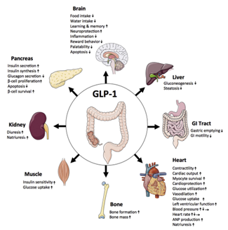 Beïnvloeden GLP-1-agonisten, zoals semaglutide, de werking van vitamine K-antagonisten?