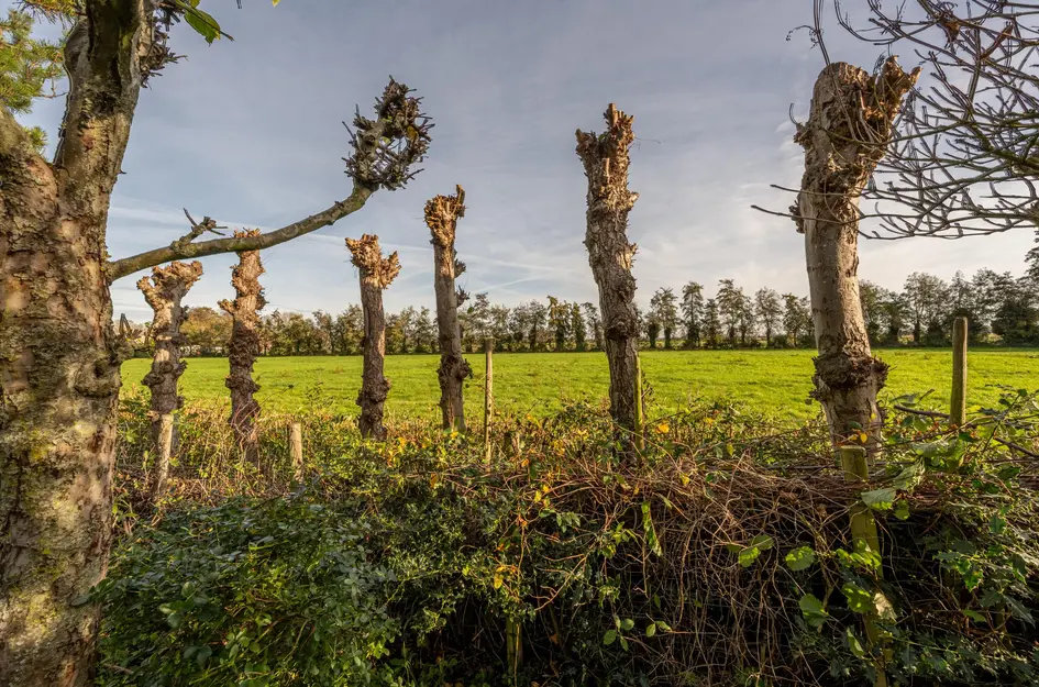 Prins Willem Alexanderln 48