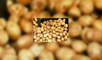 BelgiÃ« komt met 'uitgestelde friet' 