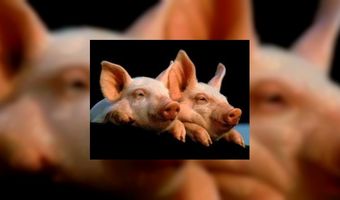 Kom varkens kijken in Oirschot