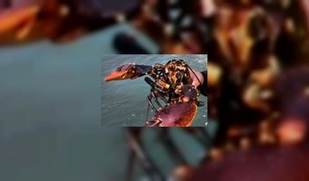 Kreeft: het nieuwe armenvoer