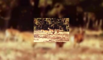 De toekomst van de Veluwse hotellerie