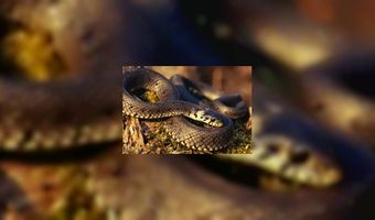 SlangencafÃ© in Tokio (Video)