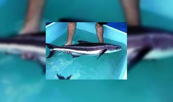 Kabeljauw op? Gaan we aan de cobia!