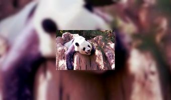 Verlies je ook veel verkeer door update Google?