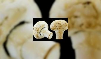 Grote jury Zilveren Champignon 