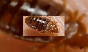 Hotels in Cincinnati geven meeste kriebels