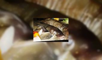 PJZ Vakbeurs met persoonlijke aandacht