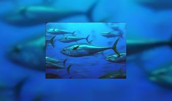 Monaco doet bedreigde tonijnsoort in de ban