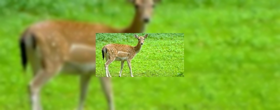 Wild meest duurzame stukje vlees