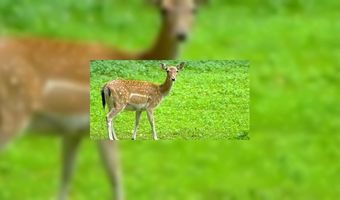 Wild meest duurzame stukje vlees