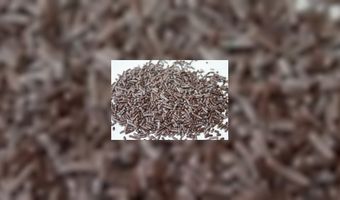 Tuytel op chocoladefestival Zutphen