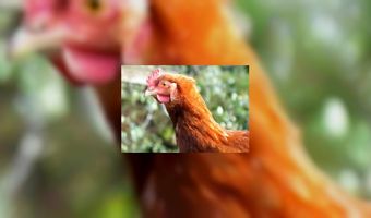 Bakerstreet wordt plofkipvrij