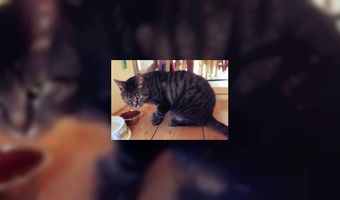 Ook Groningen krijgt een kattencafÃ©