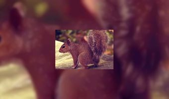 Dronken mormel haalt kroeg overhoop