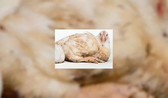 Humphreys is eerste plofkipvrije keten