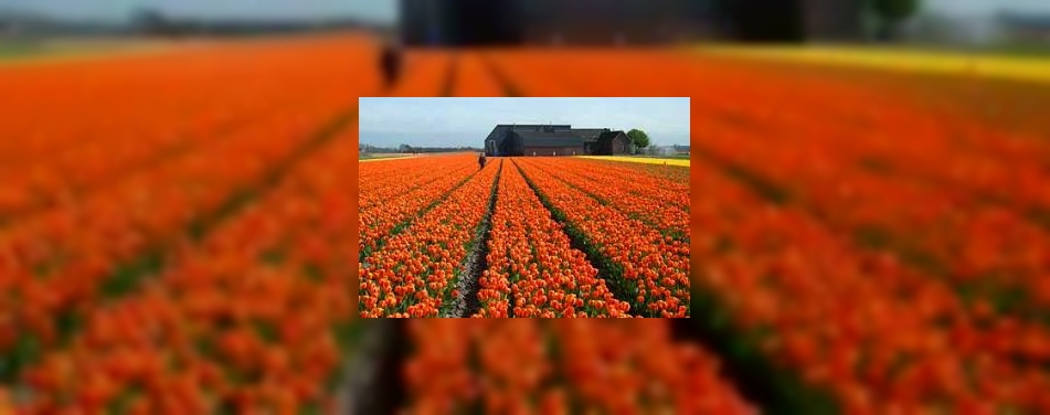 Holland-campagne levert 3 miljoen euro op