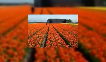 Holland-campagne levert 3 miljoen euro op
