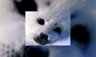 Blycolin steunt zeehonden