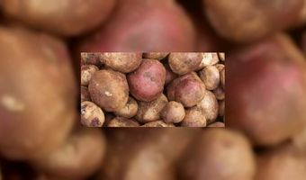 2012 wordt het jaar van oerproducten