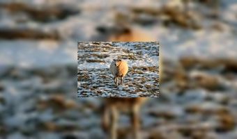 Niet wellness maar woolness op Texel