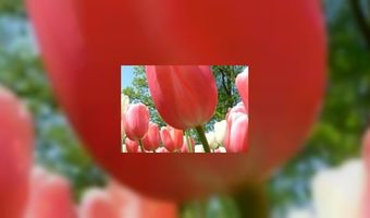 Nederlander boekt dichter bij huis